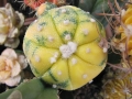 Astrophytum asterias f.picta