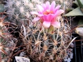 A pink flowered specimen