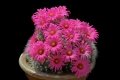  If grown correctly, it will recompense the grower with generous displays of  amazing flowers.