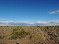 A large clump in habitat. (Neuquén province, Argentina) A large clump in habitat. (Neuquén province, Argentina)