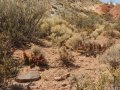 In habitat. (Neuquén province, Argentina) In habitat. (Neuquén province, Argentina)