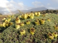 Fruiting habit, Neuquén province, Argentina.