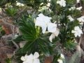 Blooming habit at Cycad International, Katherine, Northern Territory, Australia.