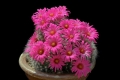  If grown correctly, it will recompense the grower with generous displays of  amazing flowers.