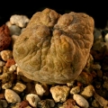 It is a odd cube shaped, leathery skinned blob of plant material that don't look like anything else.