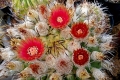 Eriosyce rodentiophila fleischeriana, (ex Cactus Flowers Rumst).