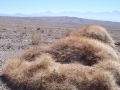Cumulopuntia boliviana - San Pedro de Atacama, North Chile.