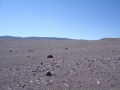 Cumulopuntia boliviana in habitat at San Pedro de Atacama, North Chile.