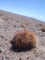 Habit - San Pedro de Atacama, North Chile.