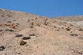 Living and dried clumps - Blanco Encalada, Atacama desert, Chile, feb2014.