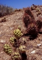 Tephrocactus aoracanthus - Santa Rosa valley, San Juan, Argentina, 23 december 2002.