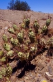 Tephrocactus aoracanthus - Santa Rosa valley, San Juan, Argentina, 23 december 2002.
