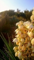 Yucca gloriosa is comon on the sand dunes along the coast of Italy.