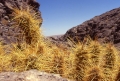 Oreocereus leucotrichus, between Chiuchiu and Caspana, II Region Antofagasta, Atacama desert, Chile. 15 december 1998