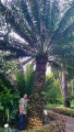 Encephalartos laurentianus at Botanical garden of Puerto de la Cruz, Tenerife. 03 febb. 2017. The trunk is over 50cm in diameter