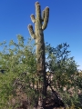 Carnegiea gigantea, Arizona, USA.