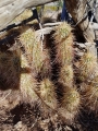 Echinocereus engelmannii, Arizona, USA.