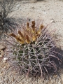 Ferocactus emoryi in habitat (Arizona)