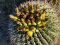Ferocactus wislizenii, fruiting in habitat (Arizona)