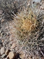 Ferocactus eastwoodiae, in habitat, Arizona.