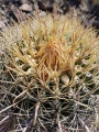 Ferocactus eastwoodiae, spination, Arizona.