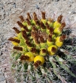 Ferocactus wislizenii, fruiting habit (Arizona)