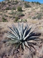 Agave deserti subs. simplex. In habitat (Arizona).