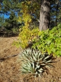 Agave parry in pine-oak-forest at 1400 m asl, near Sedona, Arizona, Usa.