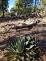Agave parry in pine-oak-forest at 1400 m asl, near Sedona, Arizona, Usa.