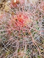 Echinocactus polycephalus var. xeranthemoides, near Cameron, Navajo reservation, Arizona, Usa.