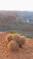 Echinocactus polycephalus var. xeranthemoides - Grand Canyon, Arizona, Usa.