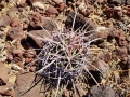 Echinocactus polycephalus ssp polycephalus, Juvenile specimen, Nayarit, Sonora, Mexico