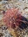 Ferocactus acanthodes, Borrego Springs, California, USA.