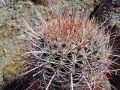 Ferocactus acanthodes (F.cylindraceus), Borrego Springs, California, USA.