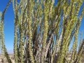 Fouquieria splendens, branches near Borrego Springs, California, USA.