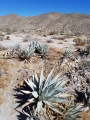 Agave deserti Growing habit near Borrego Springs, California, USA.