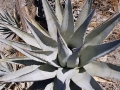Agave deserti Growing habit near Borrego Springs, California, USA.
