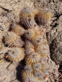 Copiapoa rupestris, Chile Jannuary 2018.