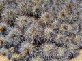 Copiapoa desertorum, Chile January 2018.
