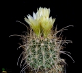 Sclerocactus parviflorus AM 3297 (Collector Adolf Muehl), Torrey, Wayne, Utah, USA