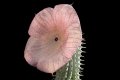 Hoodia gordonii