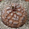 Dioscorea elephantipes (12 years old, 20 cm in diameter) Dioscorea elephantipes (12 years old, 20 cm in diameter)