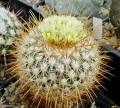Flowering habit. Rebutialand - Cactus collection.