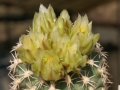 SB303 (Collector Steven Brack) San Juan County, New Mexico, USA. Blooming habit. Rebutialand cactus collection Demjén, Hungary.