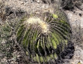 Crested habit. Mexico.