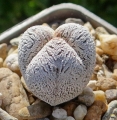 Astrophytum myriostigma cv. Onzuka tricostatum at: Rebutialand - Cactus collection - Hungary.
