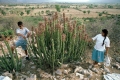 A picture of the past when we and our children used to go out to collect seeds of Euphorbia caducifolia in the hills.