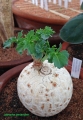 Jatropha-berlandieri showing good growth. It looks like white-washed.