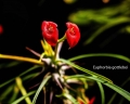 Euphorbia gottlebei Little chaps, hardly 5 mm