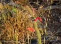 Cleistocactus baumannii var., Mato Grosso do Sul, Brasil. (subs. horstii ?)
